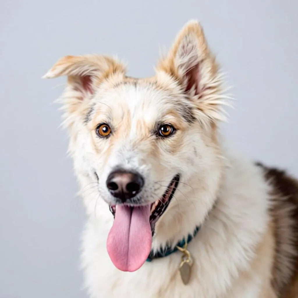 Fell in Bestform – so stärken Sie Haut & Haar von innen